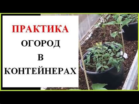 Огород в контейнерах. Тонкости выращивания. - YouTube