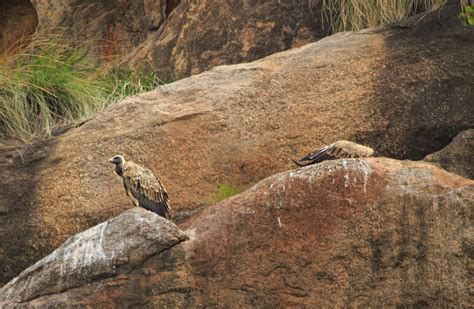 Dead Indian Vulture at Ramanagara, Karnataka | Conservation India