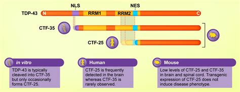 Frontiers The Pathobiology Of Tdp 43 C Terminal Fragments In Als And Ftld