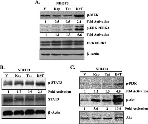 Enhanced Activation Of Mekerk Stat3 And Pi3kakt Signals By Kaposin