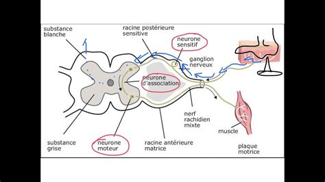 Arc Réflexe Médullaire Youtube
