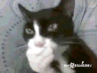 Cat Paws GIF by Cheezburger - Find & Share on GIPHY