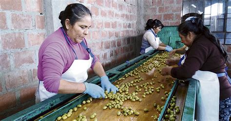 Inversionistas Brasile Os Interesados En Olivo Tacne O Lrsd