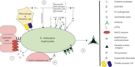 Key Virulence Factors Of Entamoeba Histolytica Involved In Pathogenic