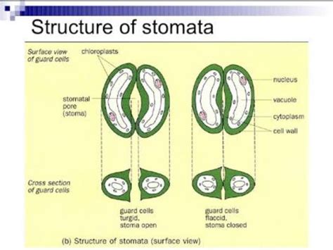 What Are Stomatawrite About Their Structure And Function