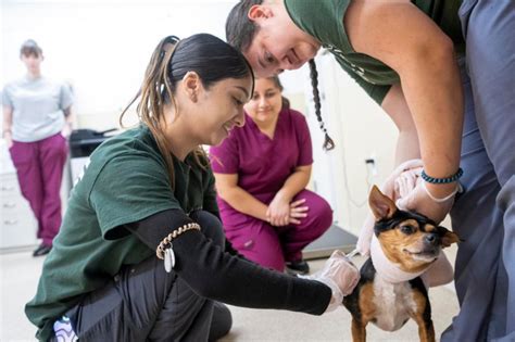 U Of I Parkland College Partnership Introduces New Vet Tech Career