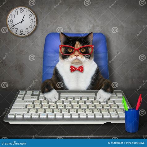 Typing Cat Order | brunofuga.adv.br