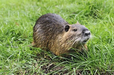 La Nutria Lo Que Debes Saber Sobre El Roedor Invasor ECVerde