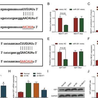 Neat Binds With Mir And Igf Is The Direct Target Gene Of Mir