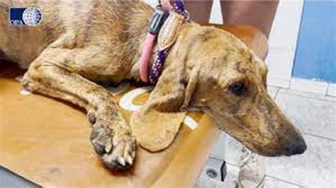 Cane Lanciato Da Unauto In Un Fossato La Storia Di Charlie