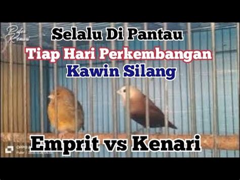 Proses Penjodohan Burung Emprit Sama Kenari Part Youtube