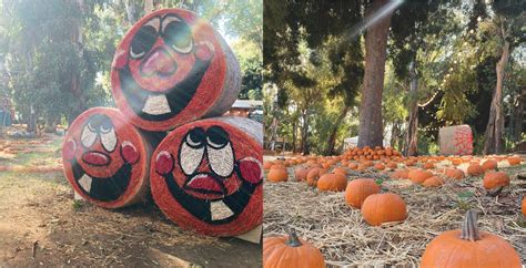 Fuori Di Zucca L Evento Dedicato A Grandi E Piccini Alla Mostra D