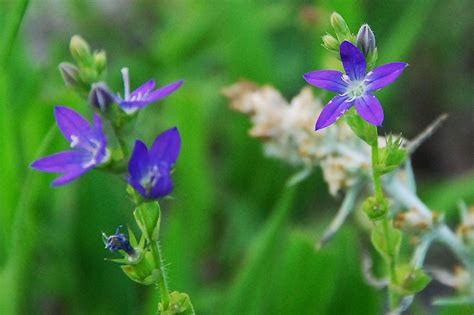 Wildflower Venus Looking Glass Triodanis Perfoliata F Flickr