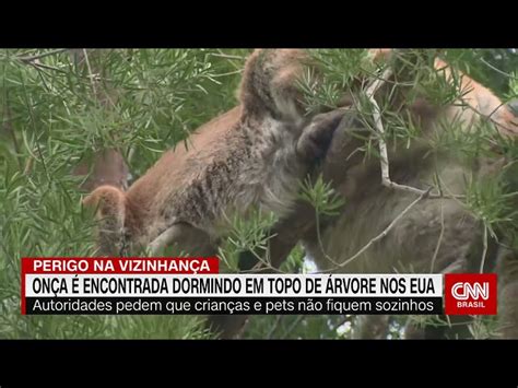 On A Flagrada Tirando Cochilo No Topo De Rvore Nos Eua Assista Ao