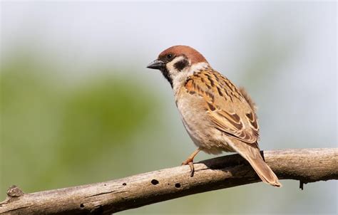 Gorrión de árbol euroasiático passer montanus un pájaro se sienta en