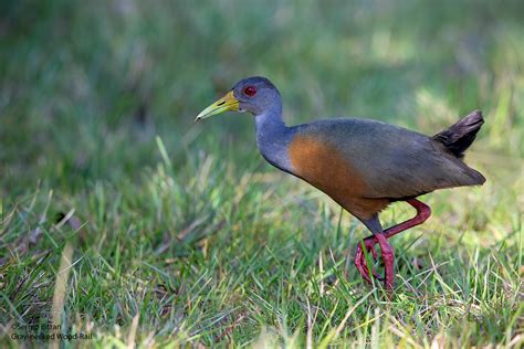 Gray Necked Wood Rail Aramides Cajanea Clase Aves Orden Flickr