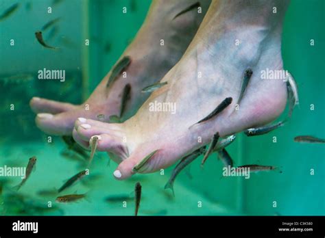 Garra Rufa Fish Doctor Fish Eating Dead Skin Cells Camden Market