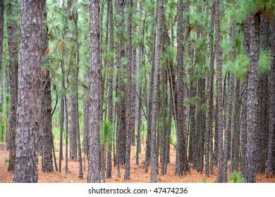 1 487 South Carolina Woods Images Stock Photos Vectors Shutterstock