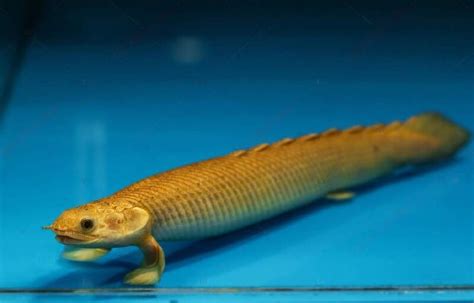 Eel Like Freshwater Fish Fish That Look Like Eels Aquarium Labs