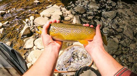 My First Trout On Fly Rod Brown Youtube