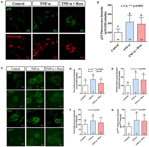 Frontiers TNF α Increases Production of Reactive Oxygen Species