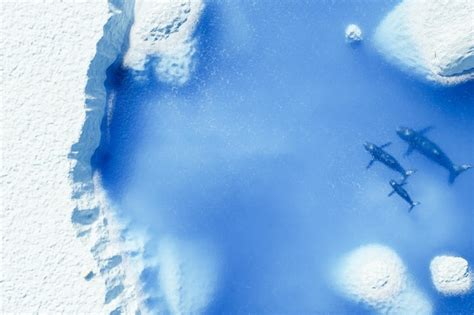 Premium Photo | Drone view of an arctic glacier with whales