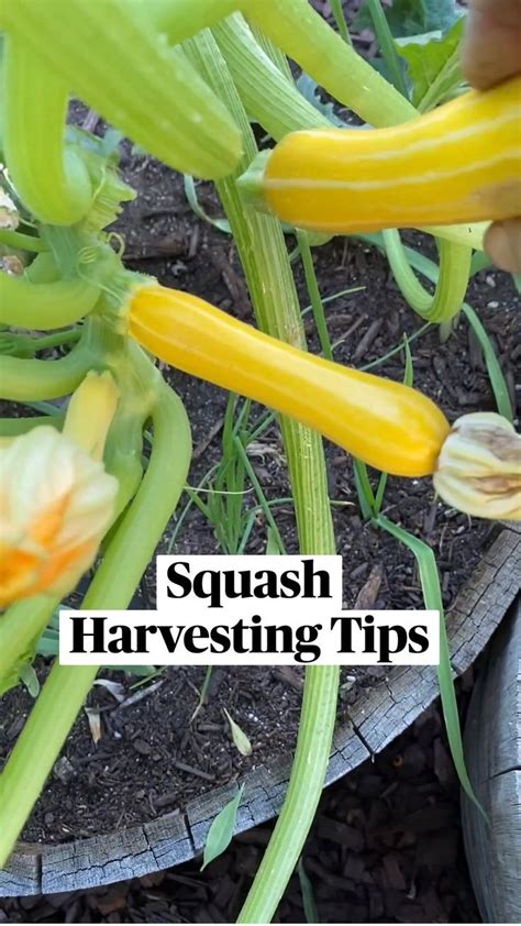 Squash Harvesting Tips | Pinterest