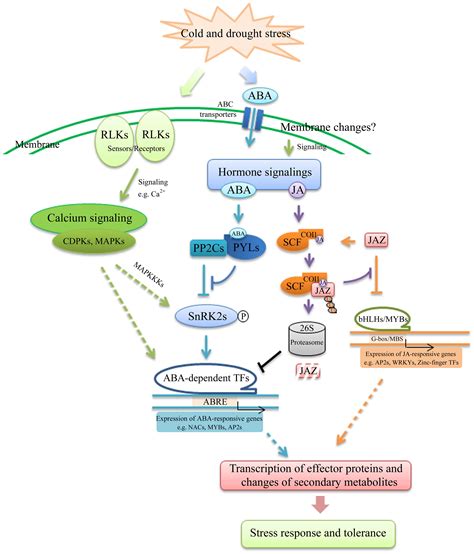 Frontiers Global Gene Expression Analysis Reveals Crosstalk Between