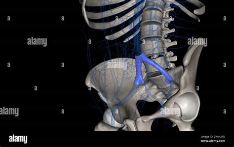 The Common Iliac Vein Is Formed By The Unification Of The Internal And