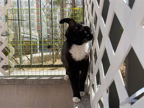 How To Cat Proof A Balcony 5 Vet Reviewed Solutions Catster