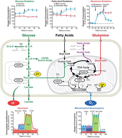 Schematic Illustration Of Cellular Metabolism Pathways Along With