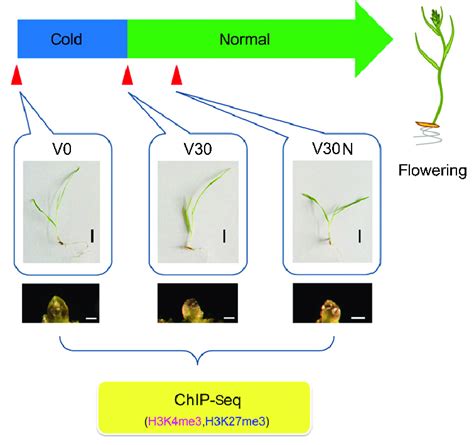 experimental design  chromatin immunoprecipitation sequencing