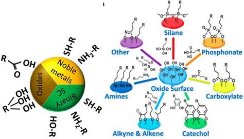 A Left Schematic Representation Of The Most Commonly Used Surfactant Download Scientific