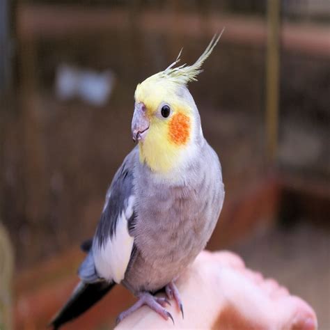 Cockatiel Parrot For Sale Buy Adopt Cockatiel Parrot Cockatiel Parrot