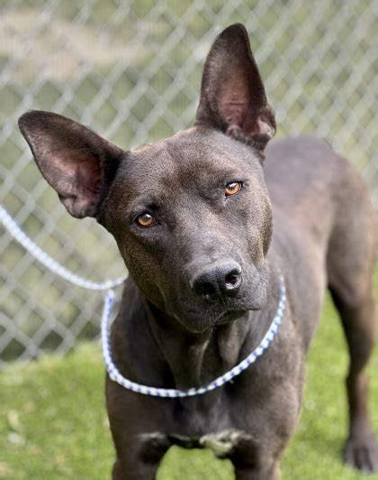 Picayune Ms Basenji Labrador Retriever Meet German A Pet For