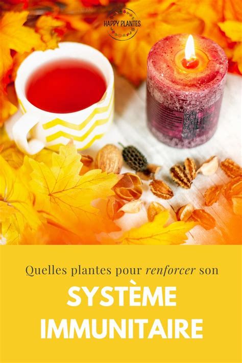 Quelles Plantes Pour Renforcer Son Syst Me Immunitaire Happy