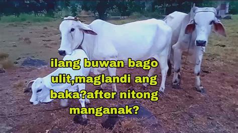 ILANG BUWAN BAGO ULIT MAGLANDI ANG BAKA AFTER NYANG MANGANAK Cattle