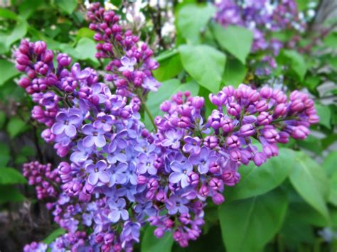 🔥 [30+] Spring Lilacs Desktop Wallpapers | WallpaperSafari