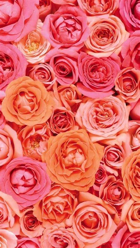 Orange And Pink Roses Wallpaper