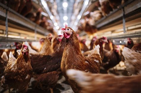 Pre Os Da Carne De Frango Sobem No Mercado Interno Vendas Mais