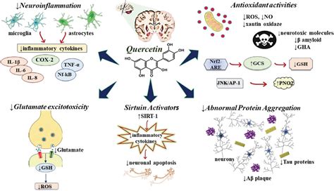 Frontiers Neuropharmacological Effects Of Quercetin A Literature