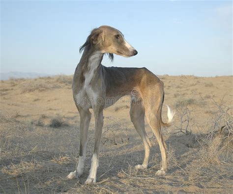 Dog Tazy breed photo stock image. Image of fast, sand - 211553743