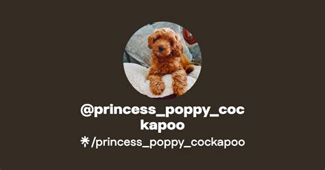 Princess Poppy Cockapoo S Link In Bio Linktree