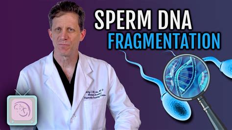 Sperm Dna Fragmentation Test Should You Get It Before Ivf Youtube