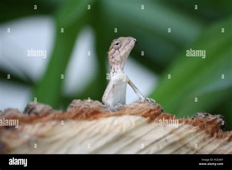 White And Ginger Hi Res Stock Photography And Images Alamy