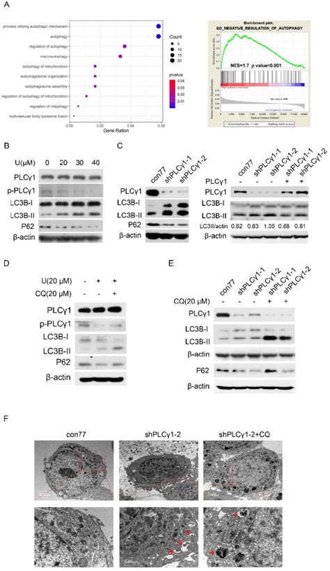 Plcγ1 Inhibition Promotes Autophagic Flux In Human Adenocarcinoma A549