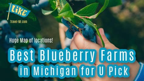 Best Blueberry Farms In Michigan Map U Pick Festivals Season