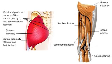 Hip Flexor Muscles Diagram