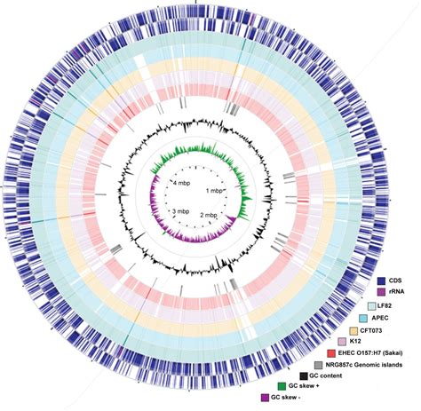 Genome Sequence Of Adherent Invasive Escherichia Coli And Comparative