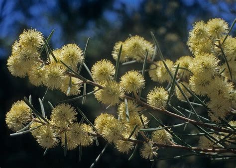 Melaleuca glomerata - 'Desert Paper Bark' - 50mm Tubestock | Nuthin ...